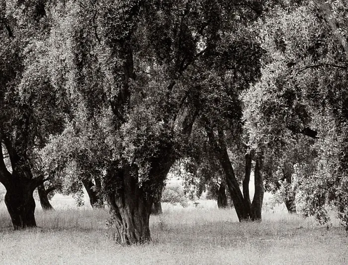 Stampa con cornice : Alberi a primavera