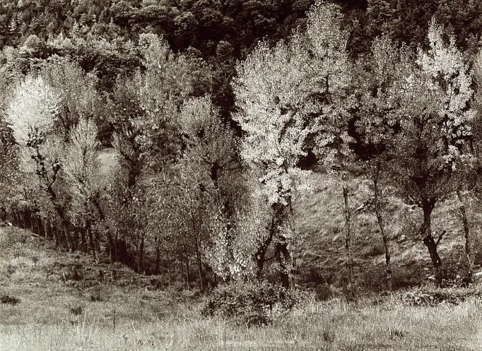 Stampa con cornice : Alberi in una vallata