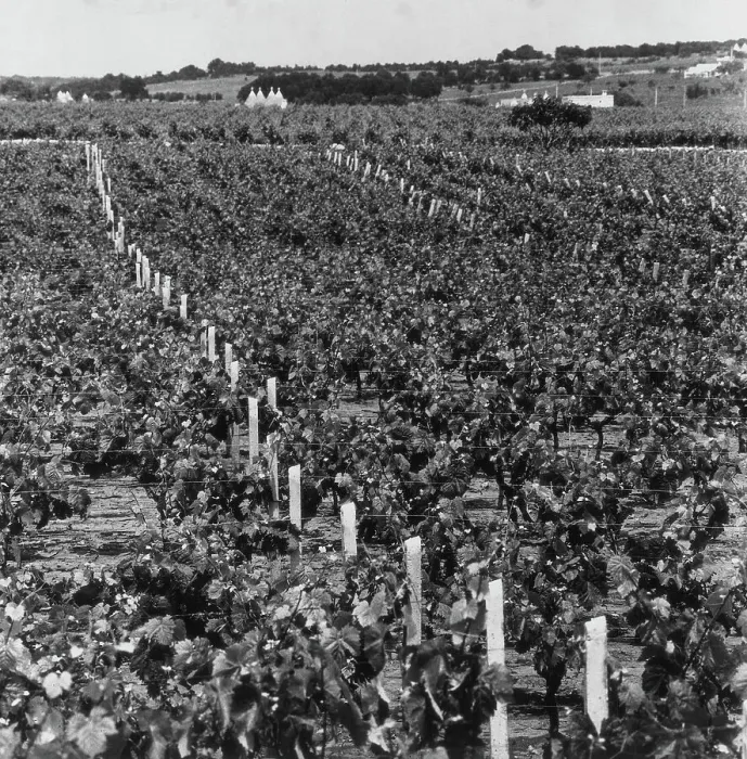 Impression encadrée : Vignoble toscan