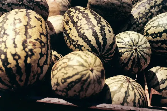 Impresión enmarcada : Fotografía de Cocomeri Impresión enmarcada : Fotografía de Cocomeri