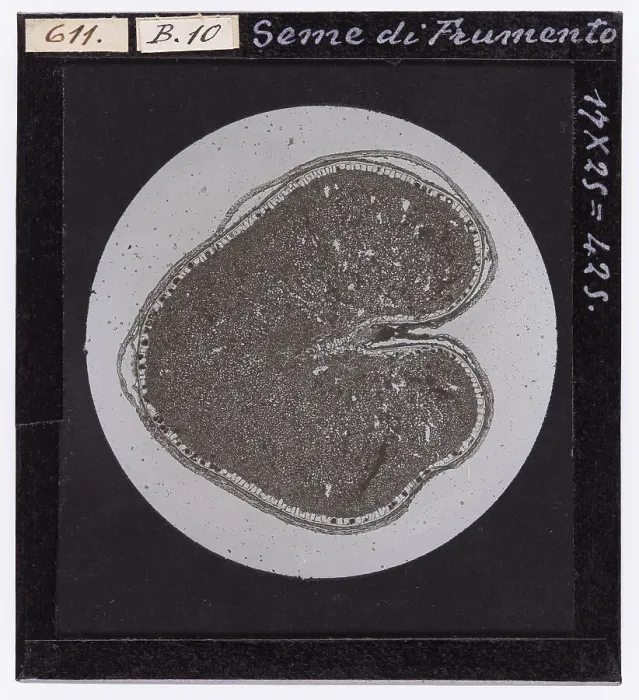 Impression encadrée : Seme de blé grossi par le microscope