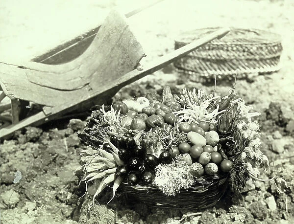 Wicker basket with garden vegetables: carrots, eggplants, zucchini, tomatoes, onions, beans, potatoes, artichokes, asparagus, cucumber, lettuce, cabbage and garlic. In the background there is a wheelbarrow and another wicker object