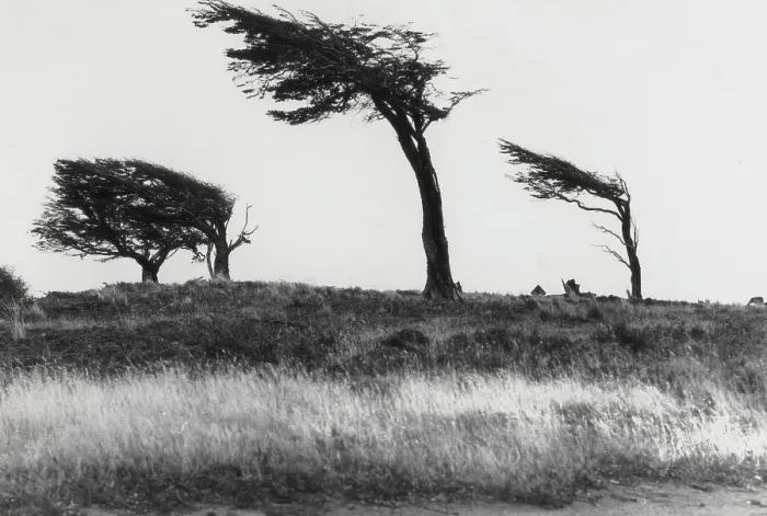 Stampa con cornice : Vento tra gli alberi