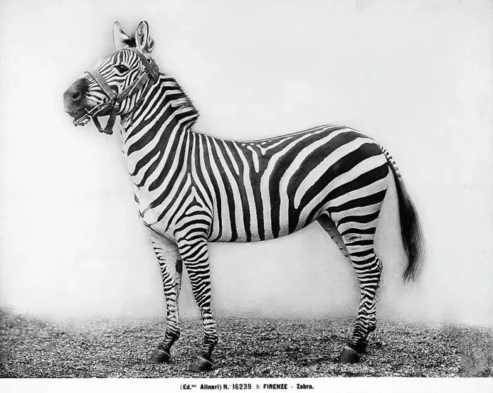 Stampa con cornice : Una zebra