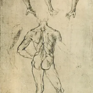 Anatomical study; drawing by Raphael. British Museum, London