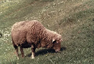 Una oveja en un paisaje rural italiano