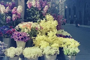 Fiore Stampe: Vasi di fiori all'angolo di una strada fiorentina