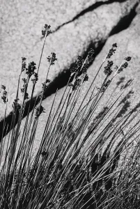 Fiore Stampe: Fiori selvatici in Sardegna