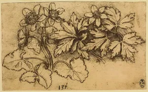 Fiore Stampe: Pianta: anemone e altra ranuncolacea