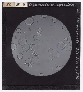 Microfotografia Stampe: Granuli di amido di frumento ingranditi al microscopio
