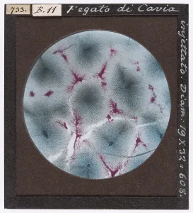Microfotografia Stampe: Fegato di cavia iniettato ingrandito al microscopio