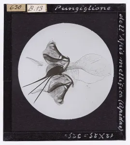 Microfotografia Stampe: Pungiglione dell'Apis mellifica (Apidae) ingrandito al microscopio