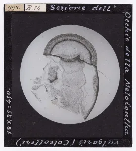 Microfotografia Stampe: Sezione dell'Occhio della Melolontha vulgaris (Coleotteri) ingrandito al microscopio