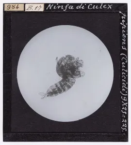 Microfotografia Stampe: Ninfa di Culex pipiens (Culicidi), ingrandita al microscopio
