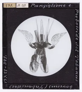 Microfotografia Stampe: Pungiglione e proboscide del Tabanus bovinus (Tabanidae) ingrandito al microscopio