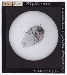 Microfotografia Stampe: Phylloxera vastatrix (Aphida. Emiptera) ingrandita al microscopio