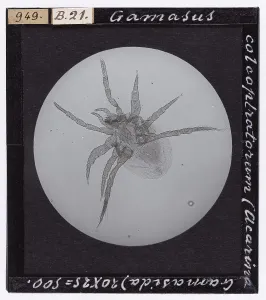 Microfotografia Stampe: Gamasus colcoplratorum (Acarina Gamasida) ingrandito al microscopio