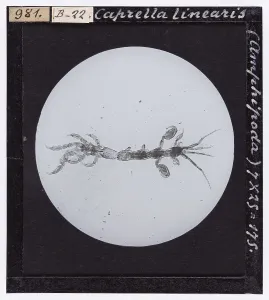 Microfotografia Stampe: Caprella linearis (Amphipoda) ingrandito al microscopio