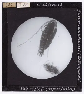 Microfotografia Stampe: Calanus Finmarchicus (Antropodi Capepoda) ingrandito al microscopio