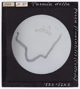Microfotografia Stampe: Taenia della Perca fluvialis (Cestodi) ingrandita al microscopio