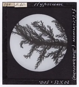 Microfotografia Stampe: Hypnum filicinum (Borracina) ingrandito al microscopio