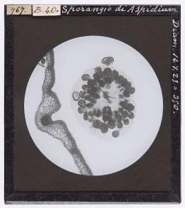 Microfotografia Stampe: Sporangio di Aspidium ingrandito al microscopio