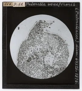 Microfotografia Stampe: Palmella uvaeformis: alga appartenente alle Cloroficee che produce piccole masse mucose sulla terra e nell'acqua
