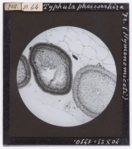 Microfotografia Stampe: Fungo Typhula phaecorrbiza appartenente agli Hymenomiceti ingrandito al microscopio