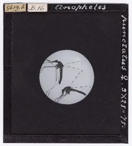 Microfotografia Stampe: Anopheles punctatus femmina, ingrandita al microscopio