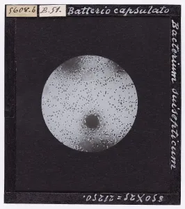Microfotografia Stampe: Bacterium suisepticum: batterio capsulato ingrandito al microscopio