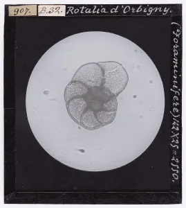 Microfotografia Stampe: Rotalia d'Orbigny (Foraminifere) ingrandita al microscopio