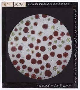 Microfotografia Stampe: Haematococcus pluviatis: Phitomonadino. Ingrandimento fotografico