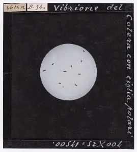 Microfotografia Stampe: Vibrione del colera con ciglia polari ingrandito al microscopio