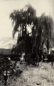 Images Dated 29th April 2011: Abbandoned cemetery with a weeping willow