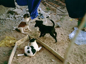 Images Dated 7th October 2011: ai: a litter of dogs in the desert