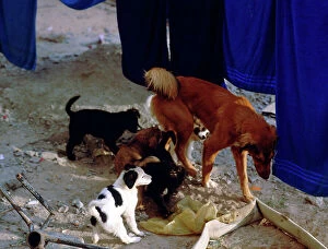 Images Dated 7th October 2011: ai: a litter of dogs in the desert