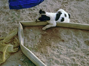 Images Dated 10th October 2011: ai: a litter of dogs in the desert