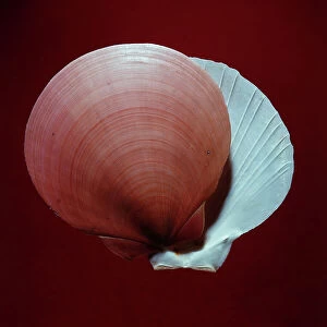 Images Dated 20th October 2009: Amussium Pleuronectes Indian Ocean