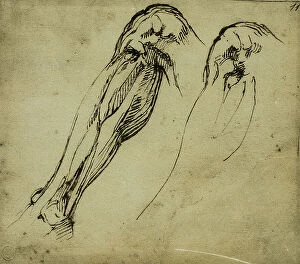 Images Dated 15th March 2011: Anatomical Studies of a Leg, drawing by Michelangelo. Casa Buonarroti, Florence