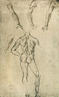 Images Dated 5th August 2010: Anatomical study; drawing by Raphael. British Museum, London
