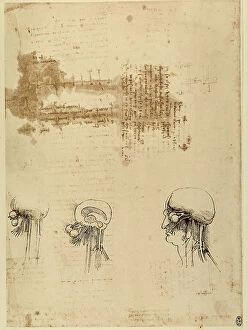 Images Dated 22nd October 2009: Anatomical study of the face, pen drawing on white paper by Leonardo da Vinci
