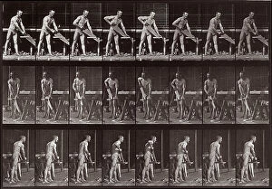 Images Dated 16th November 2007: 'Animal Locomotion' (plate 380):sequence with a half-naked man cutting wood with a saw