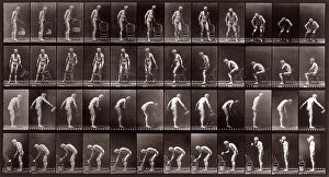 Images Dated 3rd December 2007: 'Animal Locomotion' (plate 490): sequence with an old man, naked