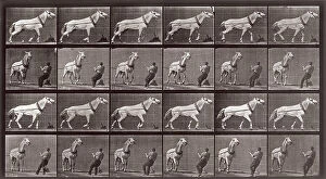 Images Dated 3rd December 2007: 'Animal Locomotion' (plate 573): sequence with a man pulling a horse
