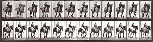 Images Dated 3rd December 2007: 'Animal Locomotion' (plate 578): sequence with jockey on horseback