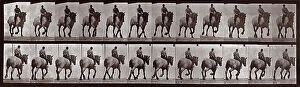 Images Dated 16th November 2007: 'Animal Locomotion' (plate 599): sequence with jockey on horseback