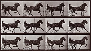 Images Dated 16th November 2007: 'Animal Locomotion' (plate 606): sequeunce with jockey on gig pulled by a trotting horse