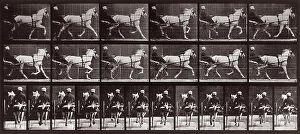 Images Dated 16th November 2007: 'Animal Locomotion' (plate 611): sequence with jockey on a gig pulled by a trotting horse