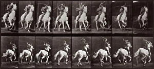 Images Dated 16th November 2007: 'Animal Locomotion' (plate 634); sequence with jockey on trotting horse