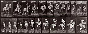 Images Dated 16th November 2007: 'Animal Locomotion' (plate 646): sequence with a half naked jockey jumping on horseback